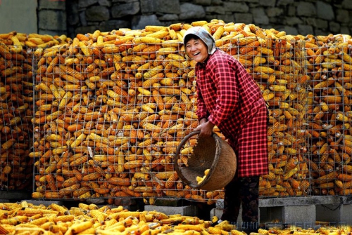 《丰收的喜悦》