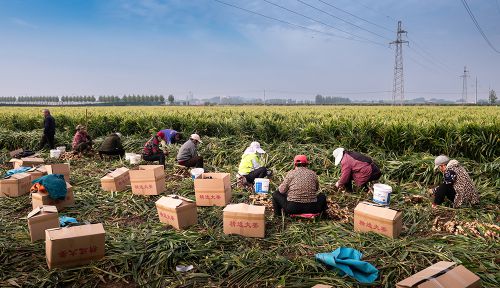 生姜丰收