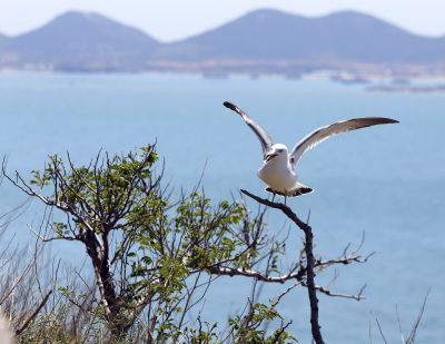 守护家园的哨兵