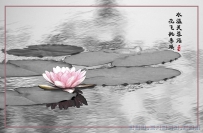 滕州微山湖红河湿地的荷花、睡莲。