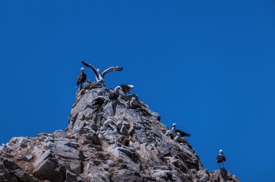 秘鲁皮斯科国家自然保护区鸟岛（一）