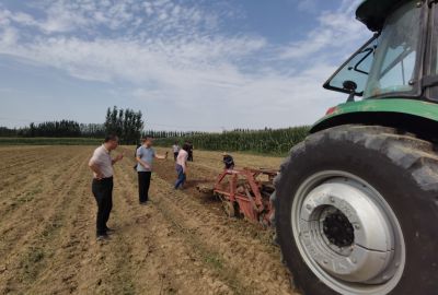 黄土地里的金疙瘩~白芷 （4）