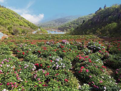 [原创]山洼里的牡丹花