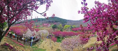 [原创]满园春色