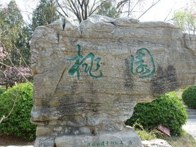 千佛山上桃花开