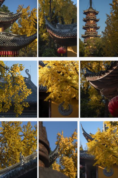 【禅意银杏.龙华寺】