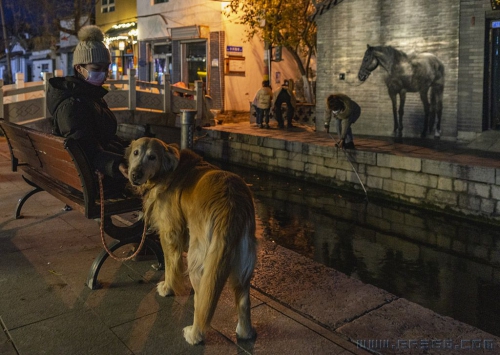 百花洲里遛狗人