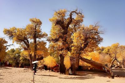 大漠胡杨（上）