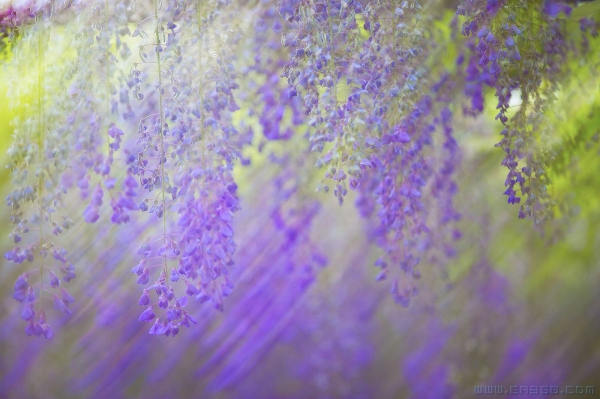 [原创]紫藤花