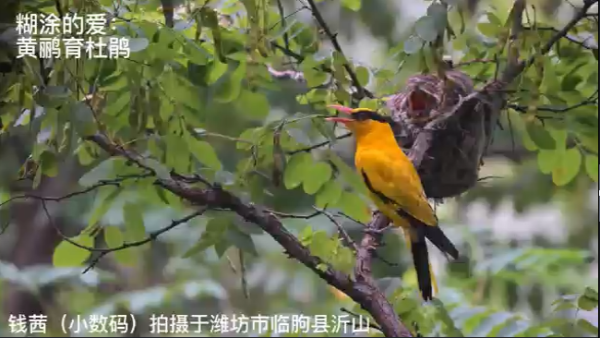 【视频】糊涂的爱：黄鹂育杜娟