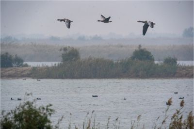 黄河入海口，侯鸟天堂。