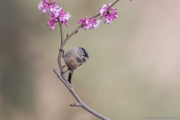 [原创]春天来了
