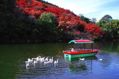 《闲庭信步红叶谷》