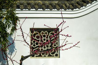 墙角数枝梅......