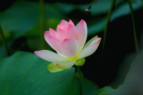 [原创]荷花送香气