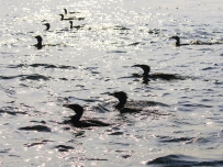 [原创]微山湖鱼鹰冬捕