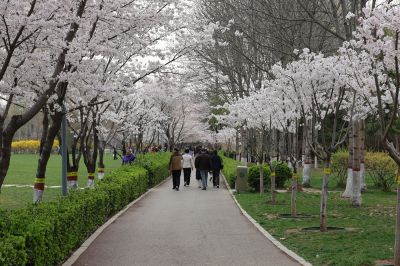 樱花烂漫几多时（1）