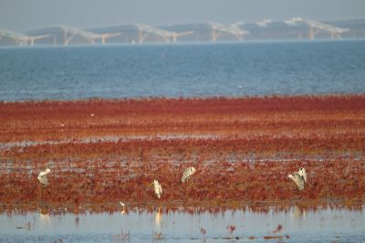 黄河口精美如画