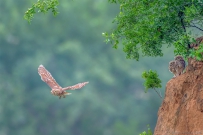 [原创]酸枣树下三少年