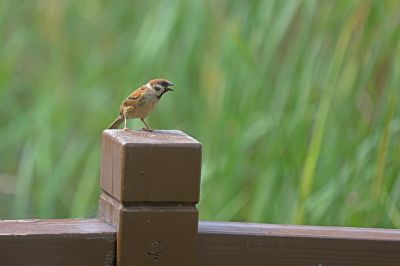 天太热，要注意防暑啊！