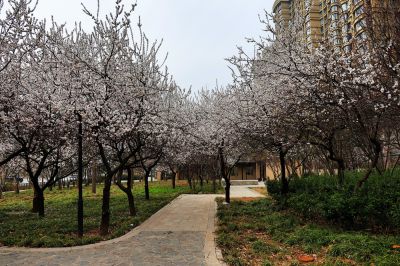 街头公园杏花白