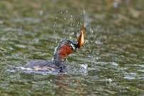[原创]䴙䴘戏鱼