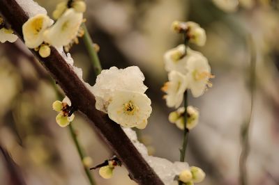 雪染梅花花更艳（2）