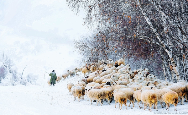 风雪牧羊人
