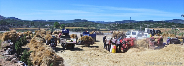 又是一年丰收时