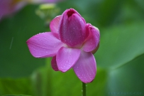 [原创]出水芙蓉