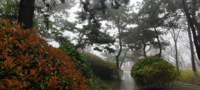 [原创]塔山的松  .塔山的雾