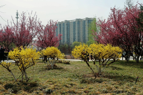 红梅挂枝醉春烟