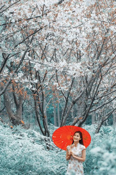 [原创]【樱花雨】