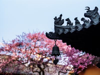 铁佛寺梅花盛开