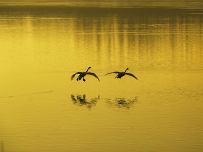 济南天桥沉沙湖之晨4