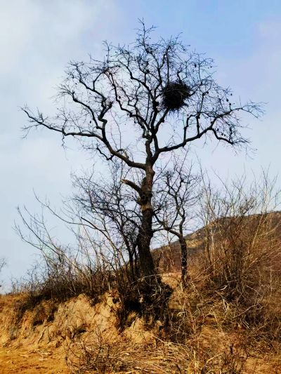 山里的柿子树（2）