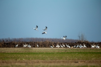 [原创]见鹤吉祥