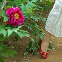 [原创]啊----牡丹