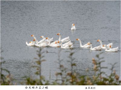 大白鹅与丑小鸭