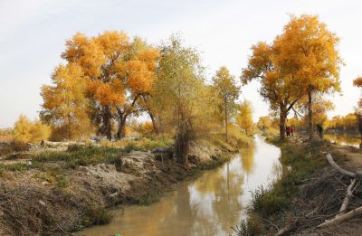 塔里木河畔的胡杨树