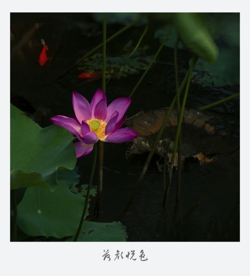 【荷塘，悅色】/1