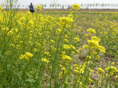 油菜花儿开