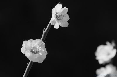 [原创]他俩和他俩