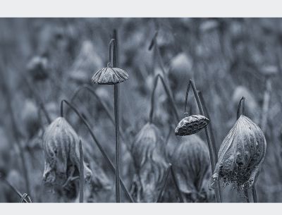 【荷塘物语】/荷 殇