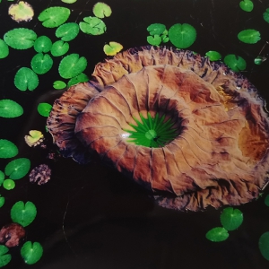 郑立强《东方摄影 · 我的2023》：《尚美若荷》 一