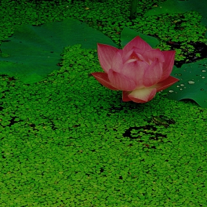 郑立强《东方摄影 · 我的2023》：《尚美若荷》 二